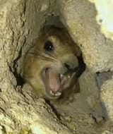 Hyrax