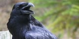 CAW