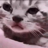 sad-cat-v7yobmcpvp5wk9ah-1315586534