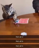 all in