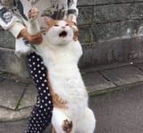ffuiahjfoihaof