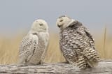 Snowy-Owl-Damon-Point-III-00823-Gregg-Thompson