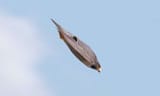 peregrine-falcons-fighter-jets-stoop