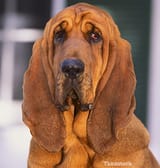 the-bloodhound78739210