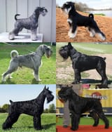 Schnauzer_Size_Montage