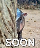 moodengSOON