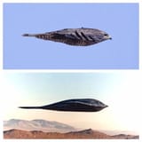 falcon