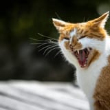 why-do-cats-hiss-for-no-reason