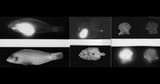 radioactivefish