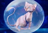 mew