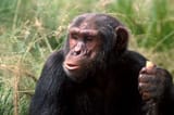 chimp324234