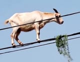 Hungry-goat-defies-gravity-balancing-on-power-lines-to-get-a-snack