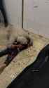Impotent Palestinian mother cries over the corpse of her dead child, murdered in Israeli airstrike - Evil Jews War Crime Gore - iv84wv (no audio) (2MB)_thumb.jpg