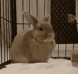 SleepyBunny
