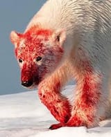 polar