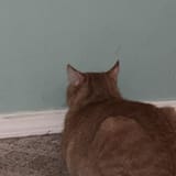 wall cat