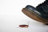 roachsmash