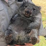 wombat