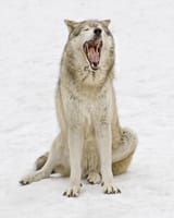 yawning-wolf-gary-slawsky