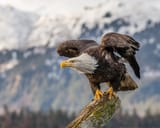 bald eagle alaska