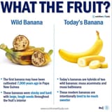 What-the-fruit-Banana-20210801