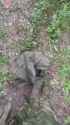 dead hohols 4686_thumb.jpg