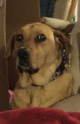 doggo