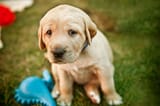 istockphoto-479368302-612x612