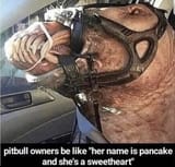 pitbull_owners