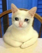 sad cat at table