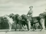 1645259239 irish wolfhounds