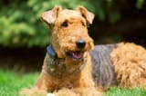 Airedale 5