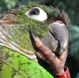 pondering-parrot