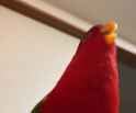 1677458378353782_thumb.jpg