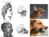 Whitoid (aryan) vs negroid