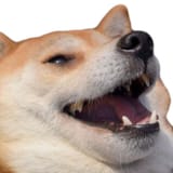 shiba