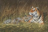 Chris Christoforou (Cypriot, 1954-) Tiger and Cubs - Watercolour and gouache 1995