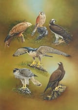 Chris Christoforou (Cypriot, 1954-) British Raptors - Acrylic on board