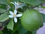 KEY-LIMES