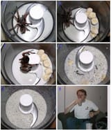 spider milk