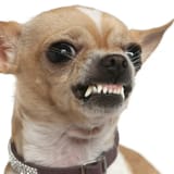 close-up-of-angry-chihuahua-growling-2-years-old-in-front-of-white-background-1024x1024