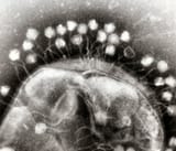 the-unexpected-partners-a-billion-viruses