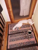 IMG_20241206_165436