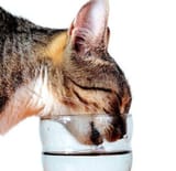 drink-from-glass