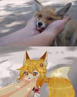fox