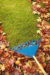 rake-leaves-vertical