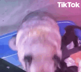 dancepug