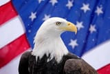 Screenshot 2025-06-22 at 19-06-08 See the bald eagle soar as the national bird of the US