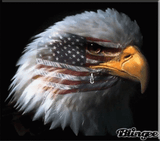 eagle (sad)