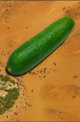 iran cucumber